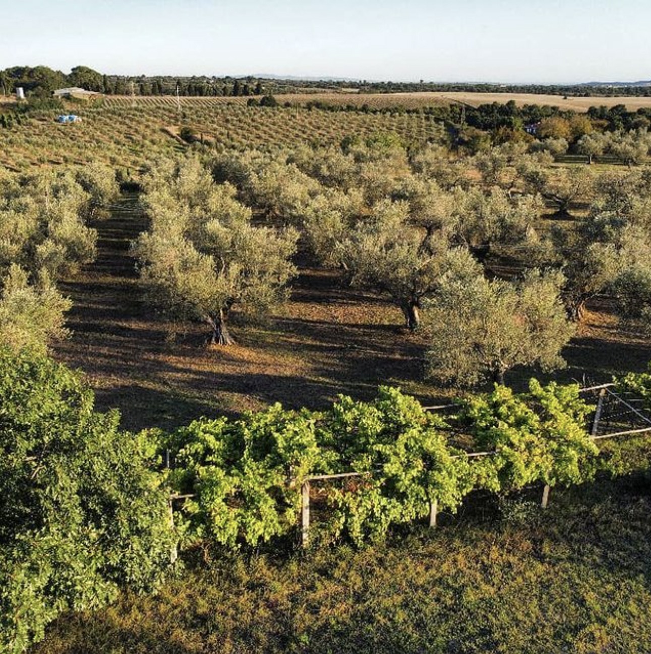Olive Groves