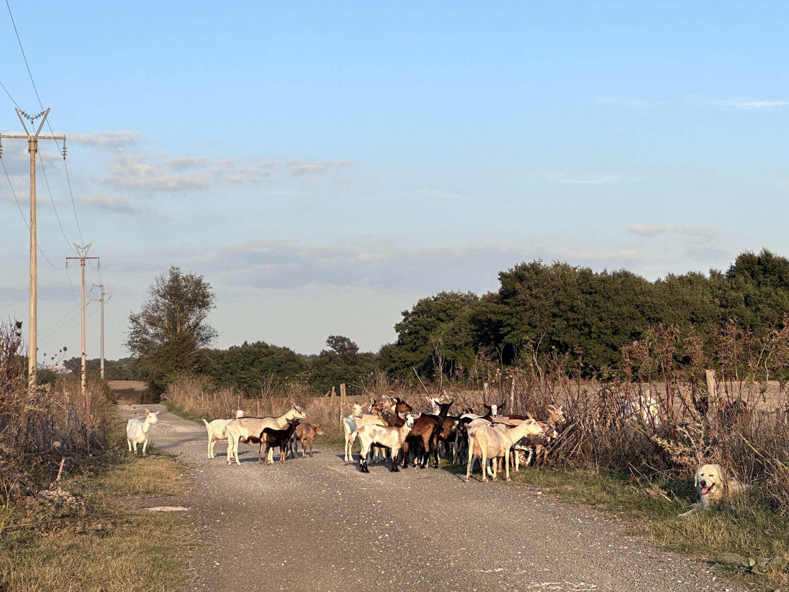 On the way back from the cheese farm